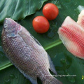 Tilapia congelada Tilapia redonda entera para mayoristas